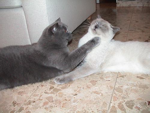 Tsoomi & Kfitzi