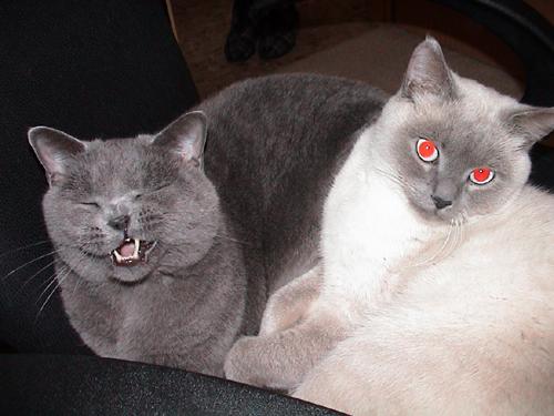 Tsoomi & Kfitzi