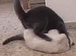 Tsoomi and Kfitzi playing