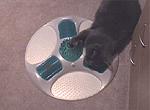 Tsoomi using the cat spa